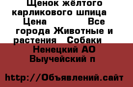 Щенок жёлтого карликового шпица  › Цена ­ 50 000 - Все города Животные и растения » Собаки   . Ненецкий АО,Выучейский п.